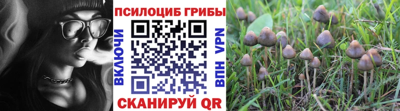 цена   Нестеров  KRAKEN онион  Галлюциногенные грибы Psilocybe 